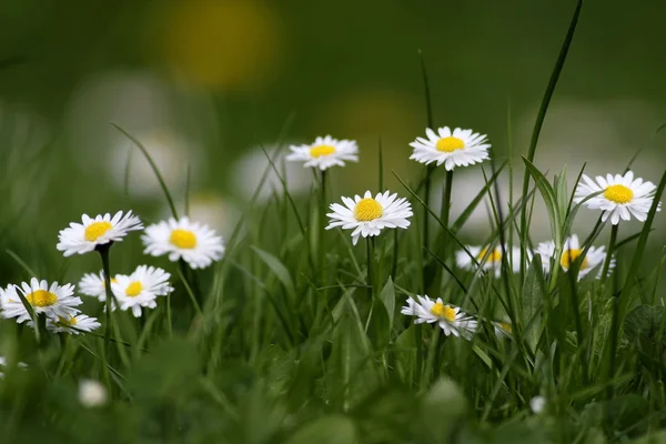 Kamille im Wald. — Stockfoto