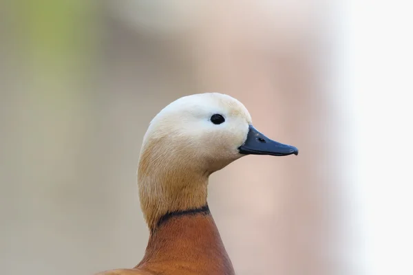 붉은 shelduck의 초상화 — 스톡 사진