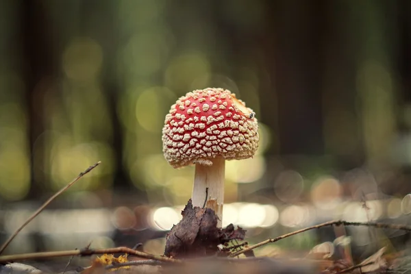 Amanita muscaria (Fly Agaric or Fly Amanita)