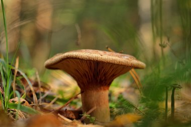 Mantar ağaçlarının altında