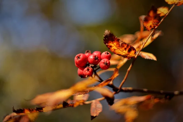 Rowan berries in autumn forest — Stock Photo, Image