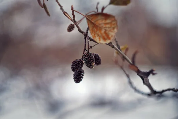 Alnus glutinosa, o amieiro comum, amieiro negro, amieiro europeu ou apenas amieiro . — Fotografia de Stock