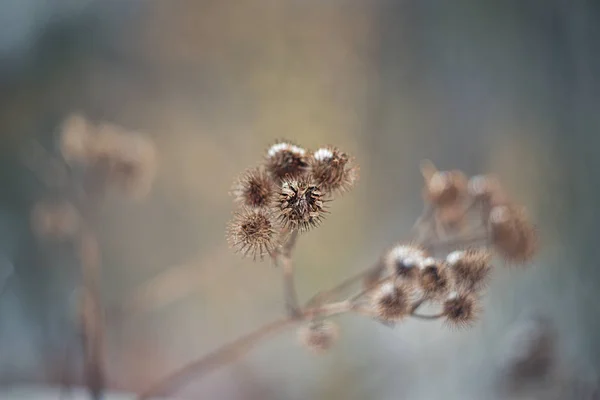 Arctium lappa, gewoonlijk genoemd grote klit, eetbare klit, lappa, beggar's knoppen, netelige burr of gelukkig major. — Stockfoto