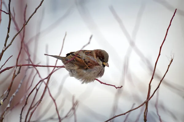 House sparrow. Kuş. Orman. Kış. — Stok fotoğraf