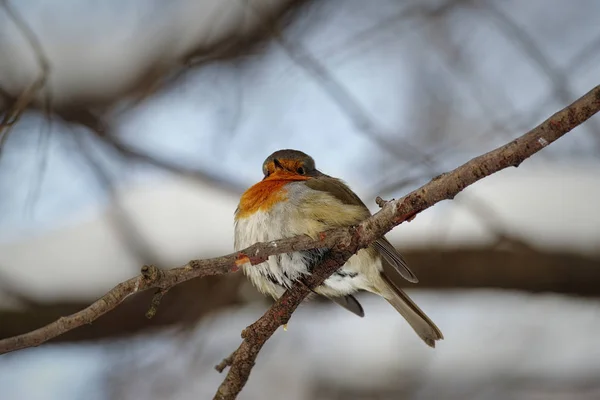 Robin. Kuş. Orman. Kış. — Stok fotoğraf