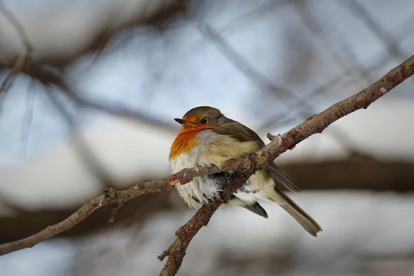 Robin. Kuş. Orman. Kış. — Stok fotoğraf
