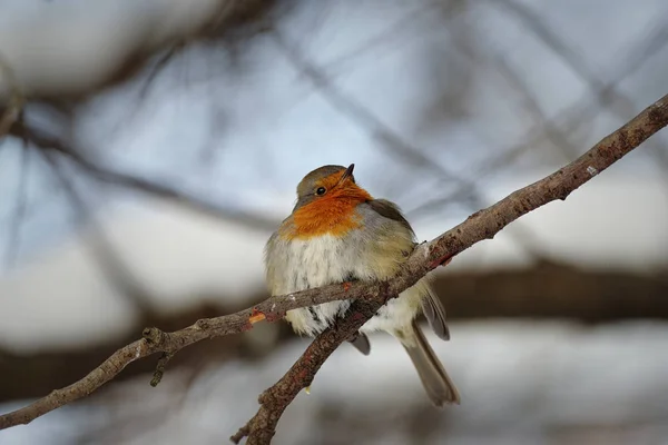 Robin. Madár. Erdő. Téli. — Stock Fotó