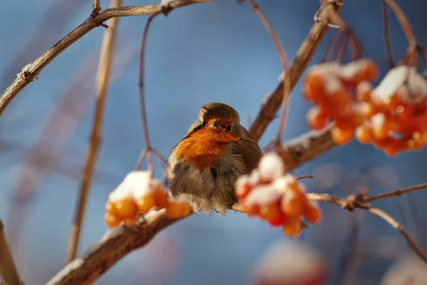 Robin på viburnum grenar. — Stockfoto