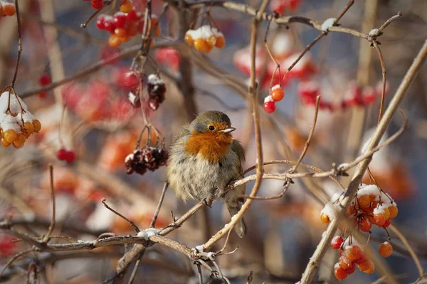 Robin em ramos viburnum . — Fotografia de Stock