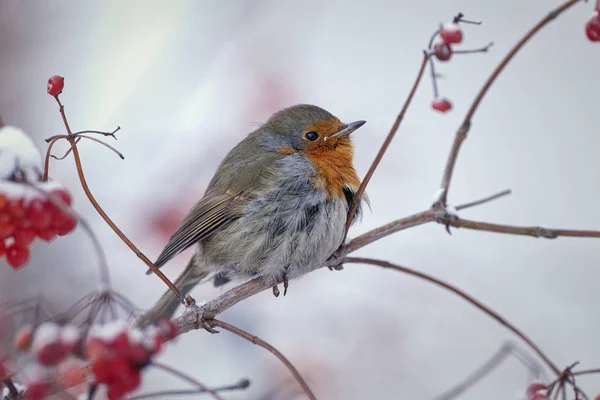 Robin på viburnum grenar. — Stockfoto