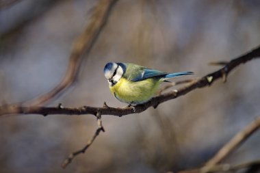 Avrasya Mavi baştankara (Cyanistes caeruleus)