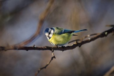 Avrasya Mavi baştankara (Cyanistes caeruleus)