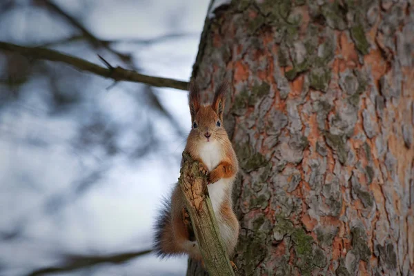 Vörös mókus (Sciurus vulgaris)) — Stock Fotó