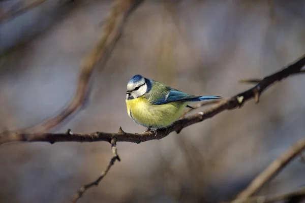 Евриканская синица (Cyanistes caeruleus) ) — стоковое фото