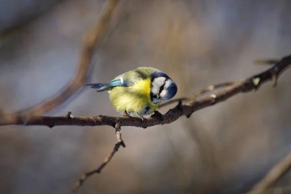 Євразійська синиця Блакитна (Cyanistes caeruleus) — стокове фото