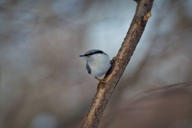 (Sitta europaea) (Sitta europaea))