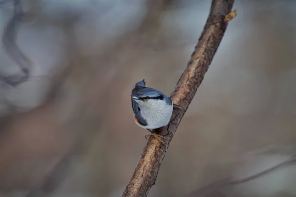 O nuthatch Eurasian ou nuthatch de madeira (Sitta europaea ) — Fotografia de Stock