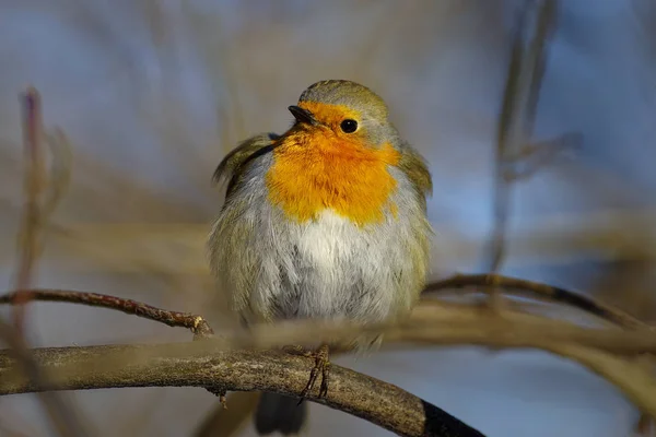 ロビン (Erithacus rubecula) — ストック写真