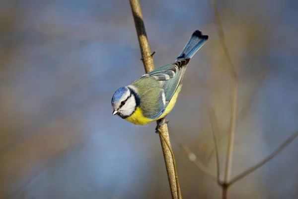 Синяя синица (Cyanistes caeruleus ) — стоковое фото