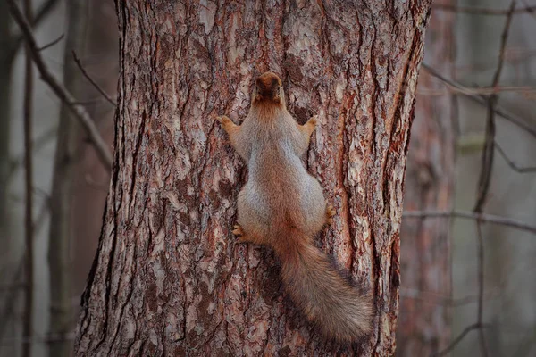 Squirrel (camouflage). Tree. Forest.