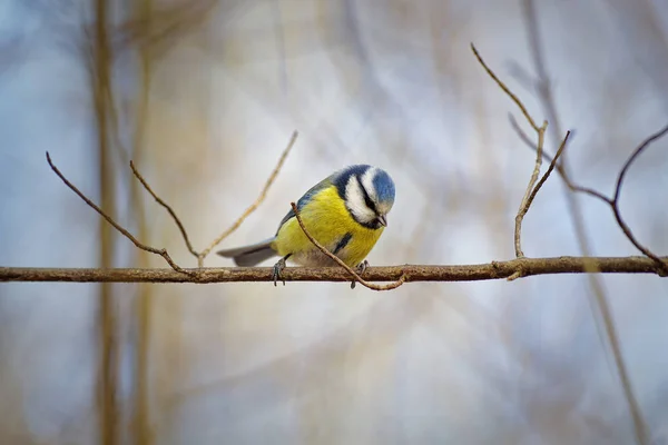 Синяя синица (Cyanistes caeruleus) — стоковое фото