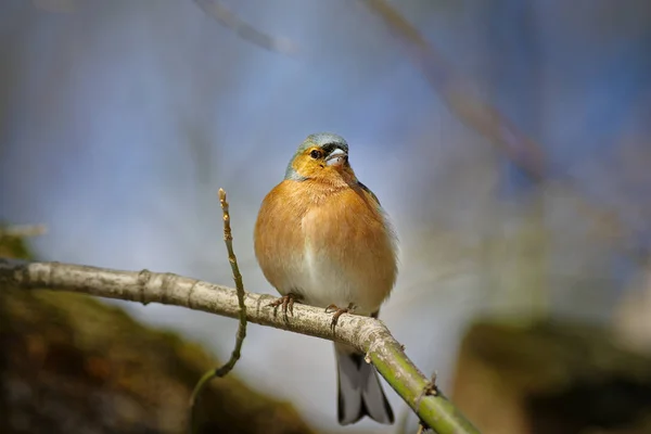 Frequentes Chaffinch (Coelebs Fringilla) — Fotografia de Stock