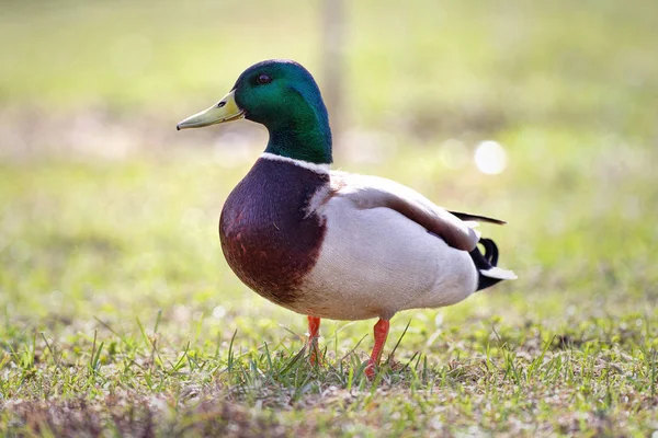 Gräsand eller Wild Duck (Anas platyrhynchos) — Stockfoto