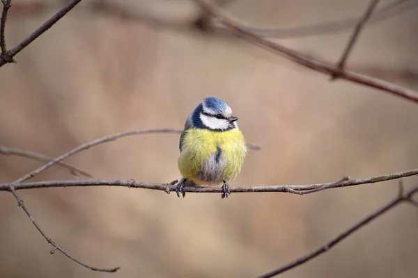 Eurasian blue tit (Cyanistes caeruleus) — Stok fotoğraf