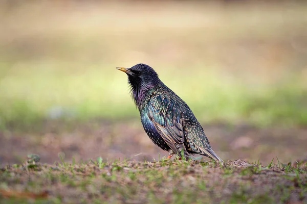 Közönséges seregély (Sturnus vulgaris)) — Stock Fotó