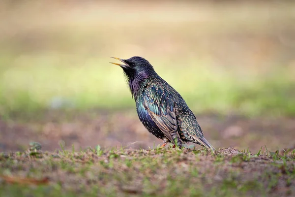 Обыкновенный скворец (Sturnus vulgaris) — стоковое фото