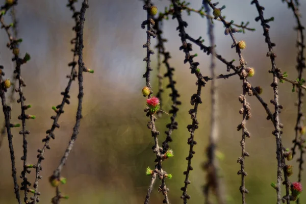 Vörösfenyő. Fa. Erdő. Tavaszi. — Stock Fotó