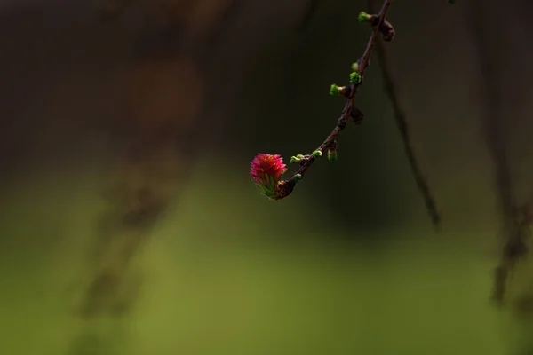 Larch. Tree. Forest. Spring. — Stock Photo, Image