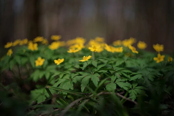 Ranunculus acris. Plant. Flowers. — Stock Photo, Image