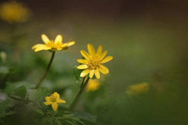 Ficaria verna (Ranunculus ficaria)