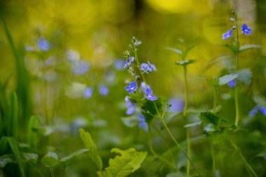 Veronica otu (germander speedwell, kuşbakışı speedwell)