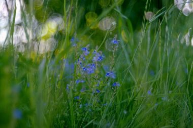 Veronica otu (germander speedwell, kuşbakışı speedwell)