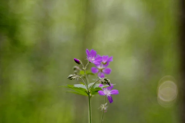 Bodziszek leśny (cranesbill drewna, woodland geranium) — Zdjęcie stockowe