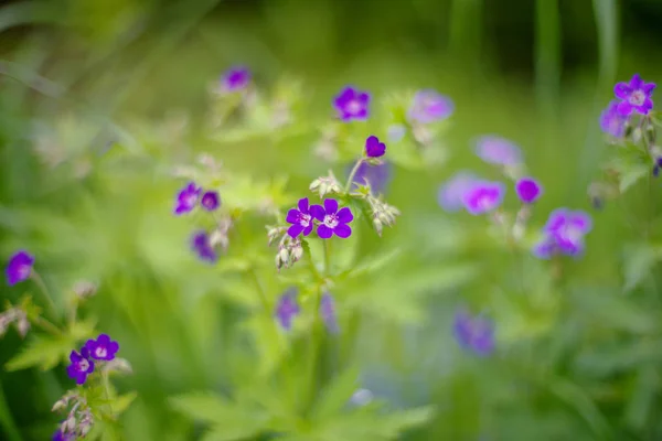 제라늄 sylvaticum (나무 cranesbill, 우드 랜드 제라늄) — 스톡 사진