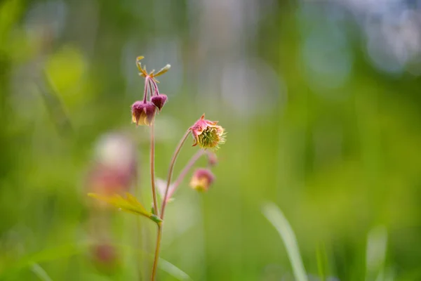 Geum rivale, las avenas de agua, es una planta con flores de la familia Rosaceae. — Foto de Stock