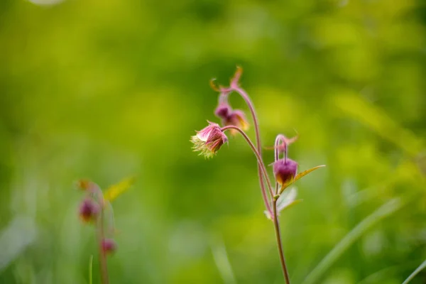 Geum rivale, las avenas de agua, es una planta con flores de la familia Rosaceae. — Foto de Stock