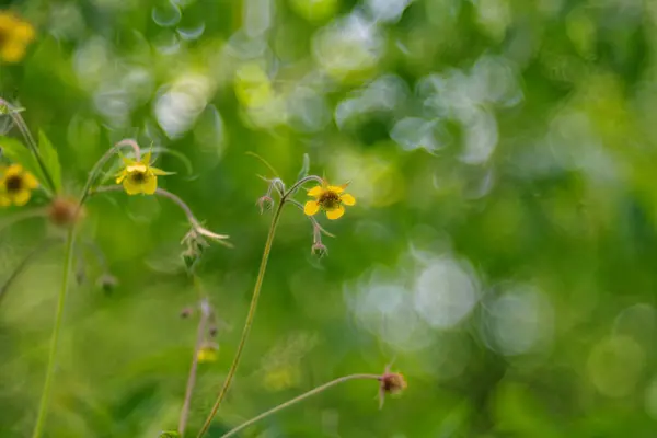 Geum rivale, der Wasseraven, ist eine blühende Pflanze aus der Familie der Rosaceae — Stockfoto
