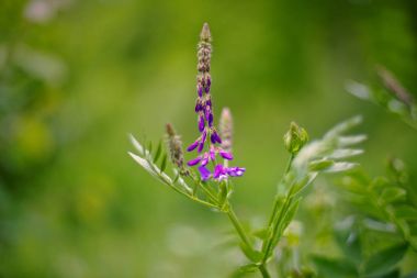 Vicia cracca (tütsülenmiş vetch, inek vetch, kuş vetch, blue vetch, boreal vetch)
