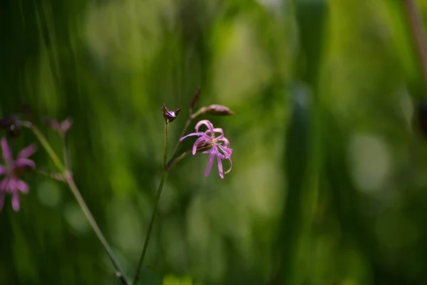 Lychnis flos-cuculi, comúnmente llamada Ragged-Robin es una planta herbácea perenne en la familia Caryophyllaceae. . — Foto de Stock