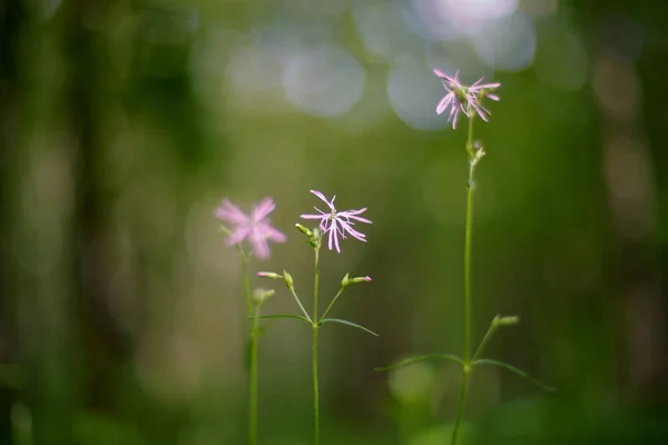 Lychnis flos-cuculi, commonly called Ragged-Robin is a herbaceous perennial plant in the family Caryophyllaceae.