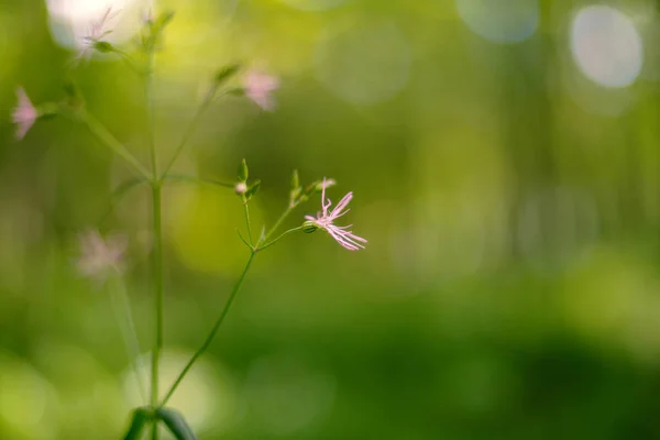 Lychnis flos-cuculi, comúnmente llamada Ragged-Robin es una planta herbácea perenne en la familia Caryophyllaceae. . — Foto de Stock