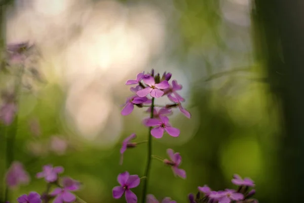 Lunaria rediviva, conocida como honestidad perenne — Foto de Stock