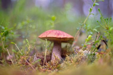 Leccinum aurantiacum. Mantar. Orman