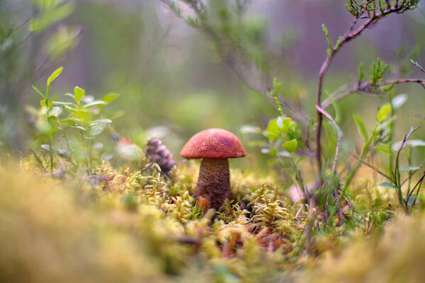 Leccinum aurantiacum. Mushroom. Forest