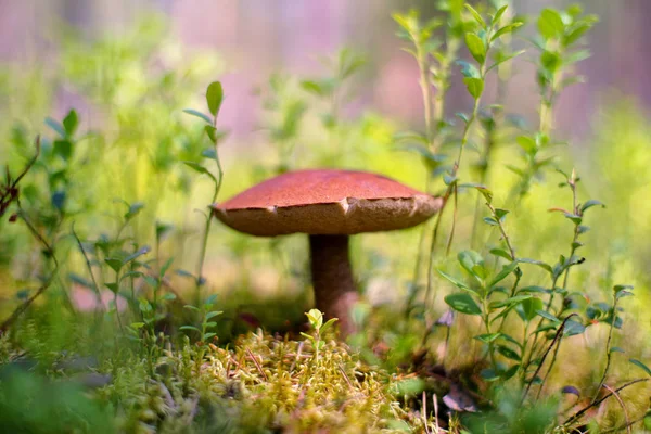 Leccinum aurantiacum. Svamp. Skogen — Stockfoto