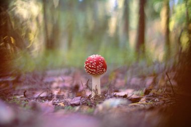(Sinek Agaric veya Amanita sinek Sinek mantarı)